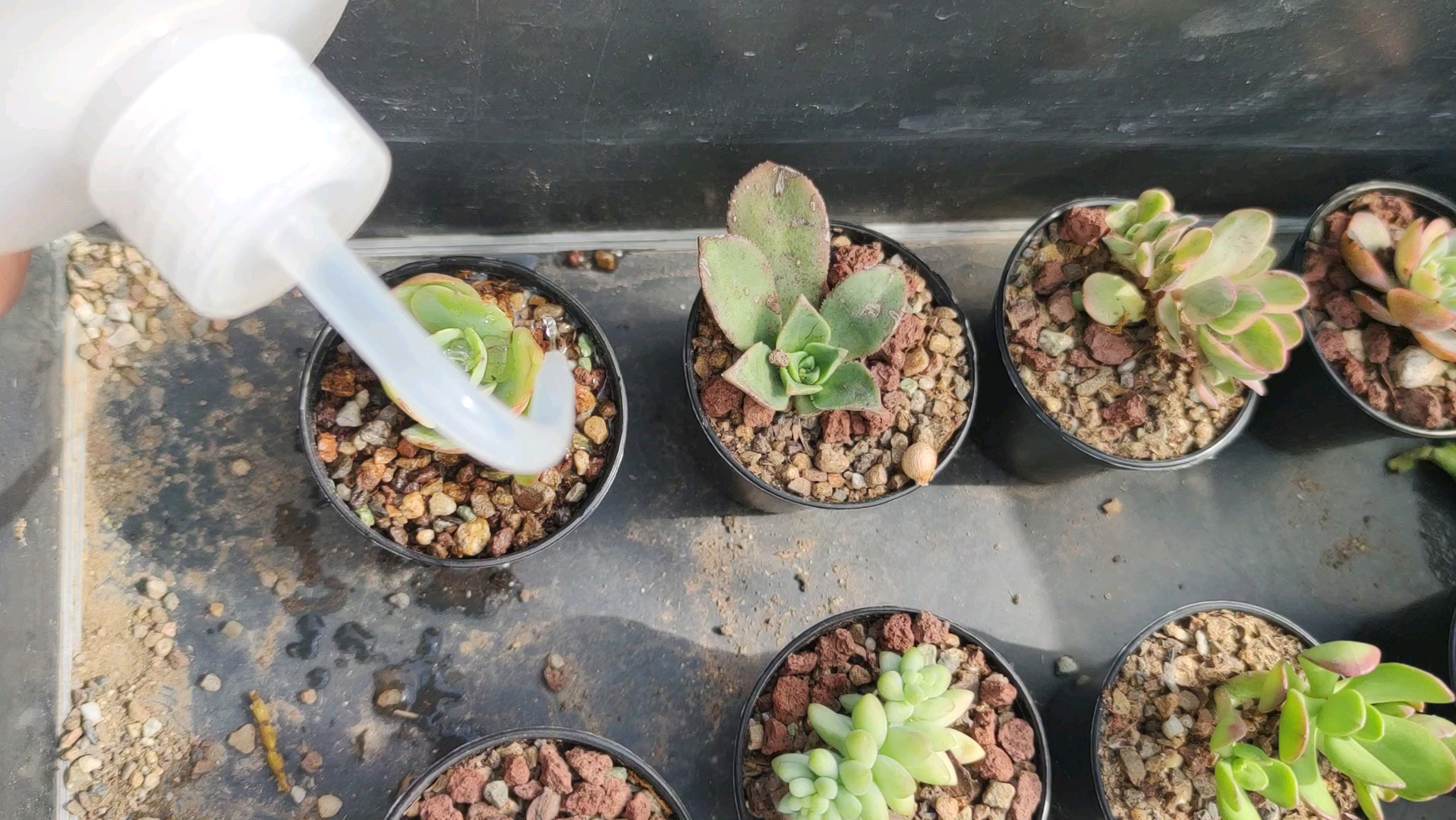 冬季中午,给多肉浇水