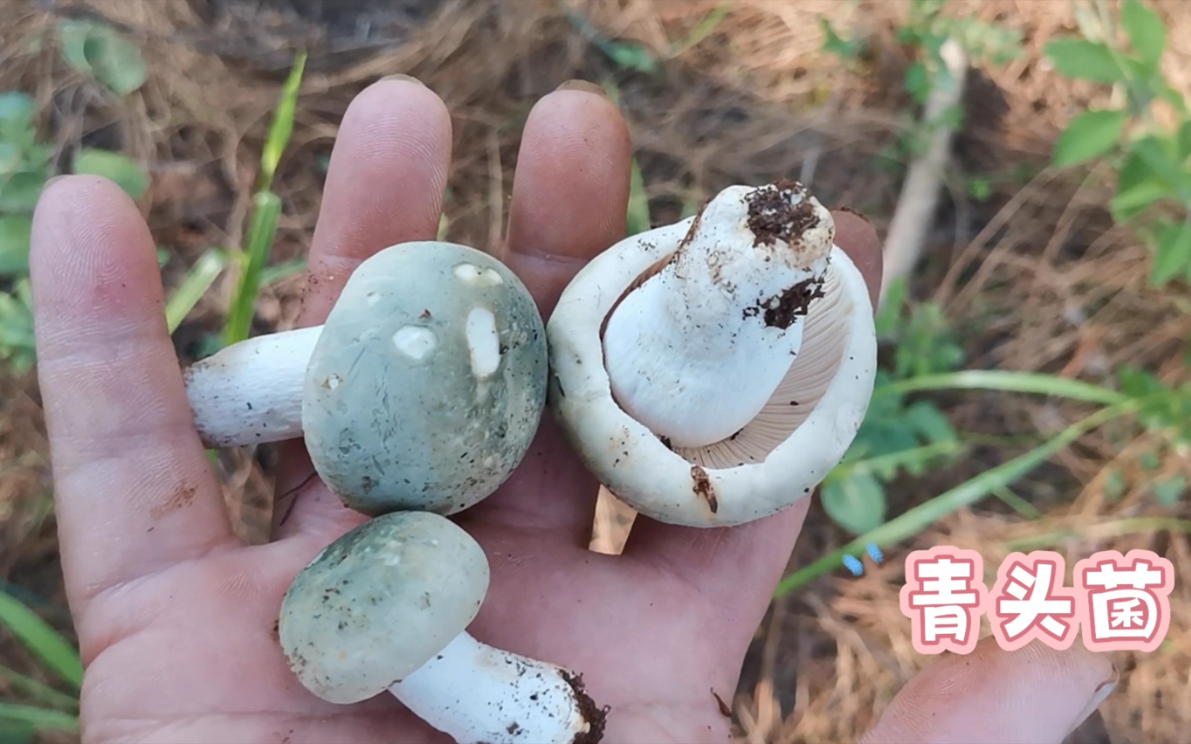 [图]下过雨后，青头菌开始疯长，请求天空雨再下一个星期吧~~视频最后有买家秀