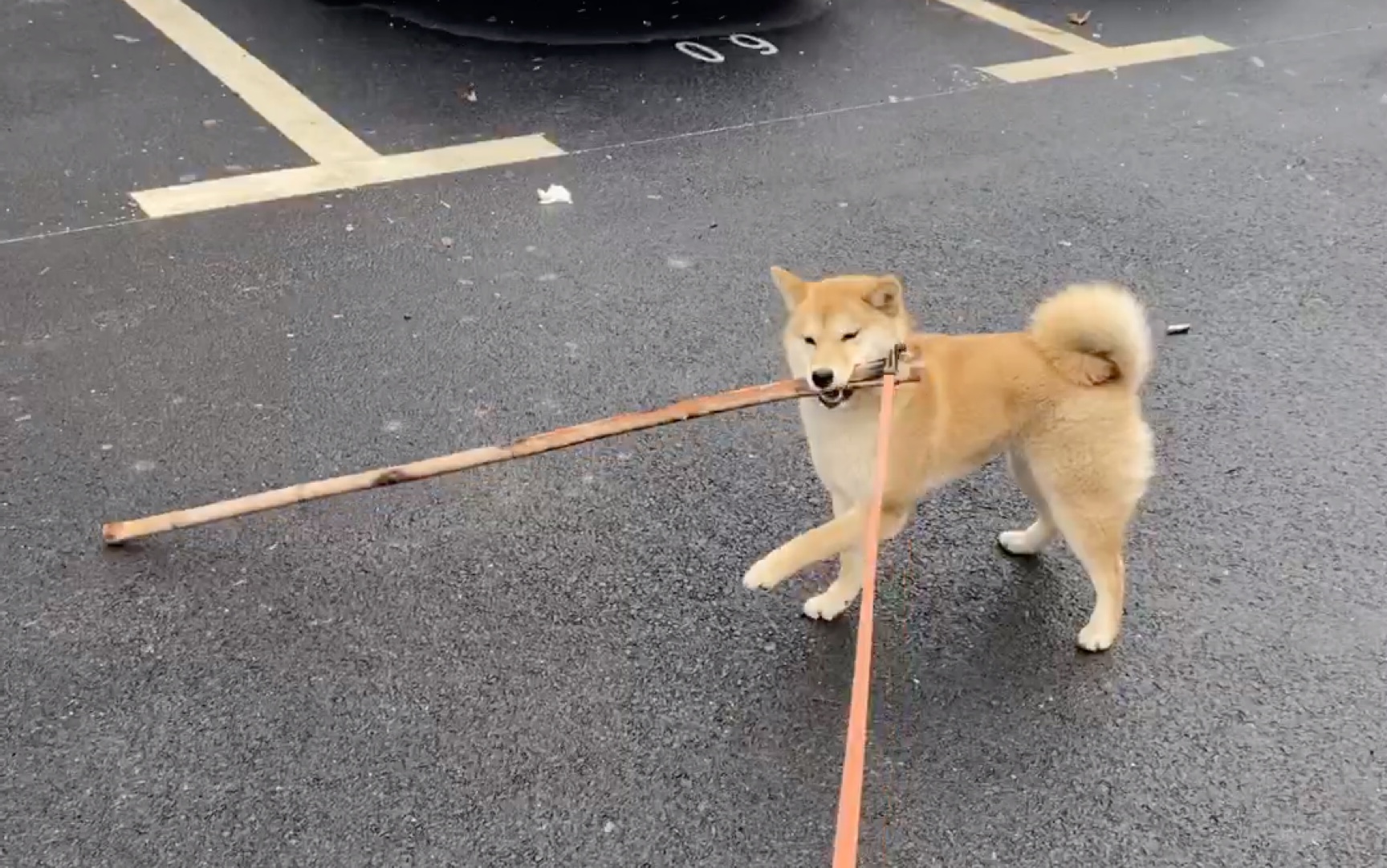 一只会叼棍子的小柴犬