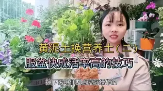 Download Video: 茉莉花黄泥土换营养土，三个月后，结果还满意吗？