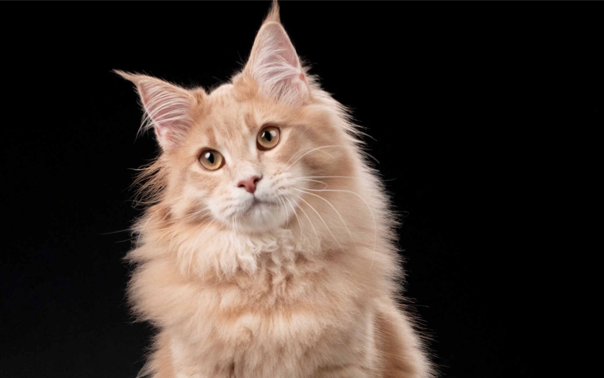 【缅因猫】六月龄凯米尔乳色弟弟已找到新家,定居广州