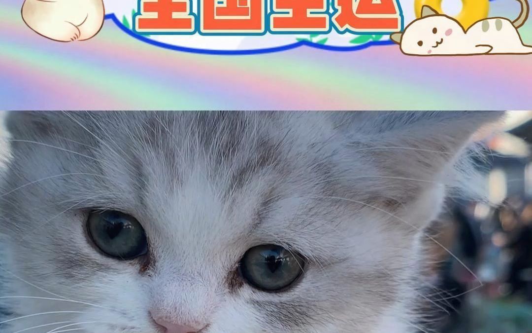 银渐层与美短的串