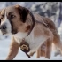 野性的呼唤，狗拉雪橇奔跑在雪地里的英雄！