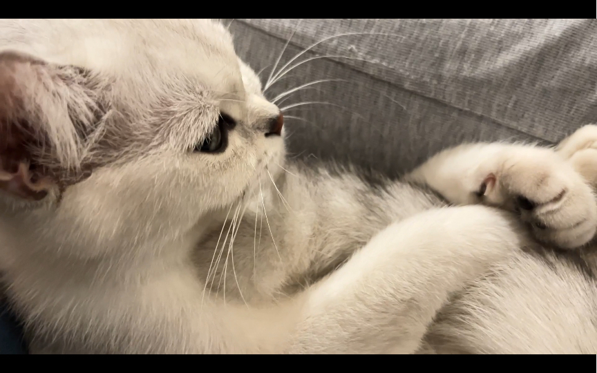 自己的小尾巴抱的可紧了