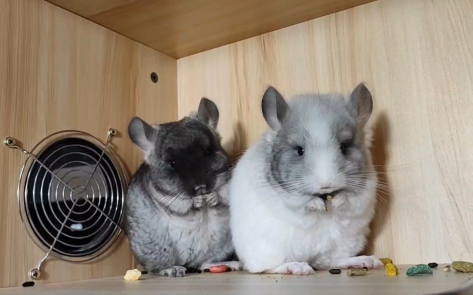 训练两只小龙猫排排坐