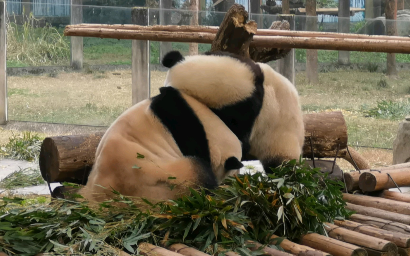 【大熊猫莽仔一家】库存:咱就是说莽仔啊,你是存