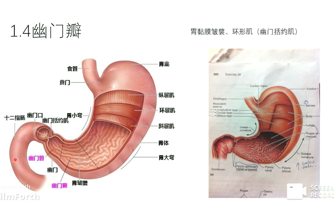 胃解剖一哔哩哔哩bilibili