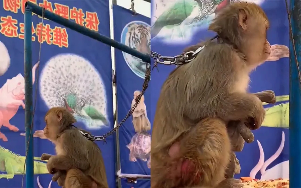 马戏团猴子抱玩偶呆呆蹲着,身上满是伤痕眼神忧郁,后方文字心寒