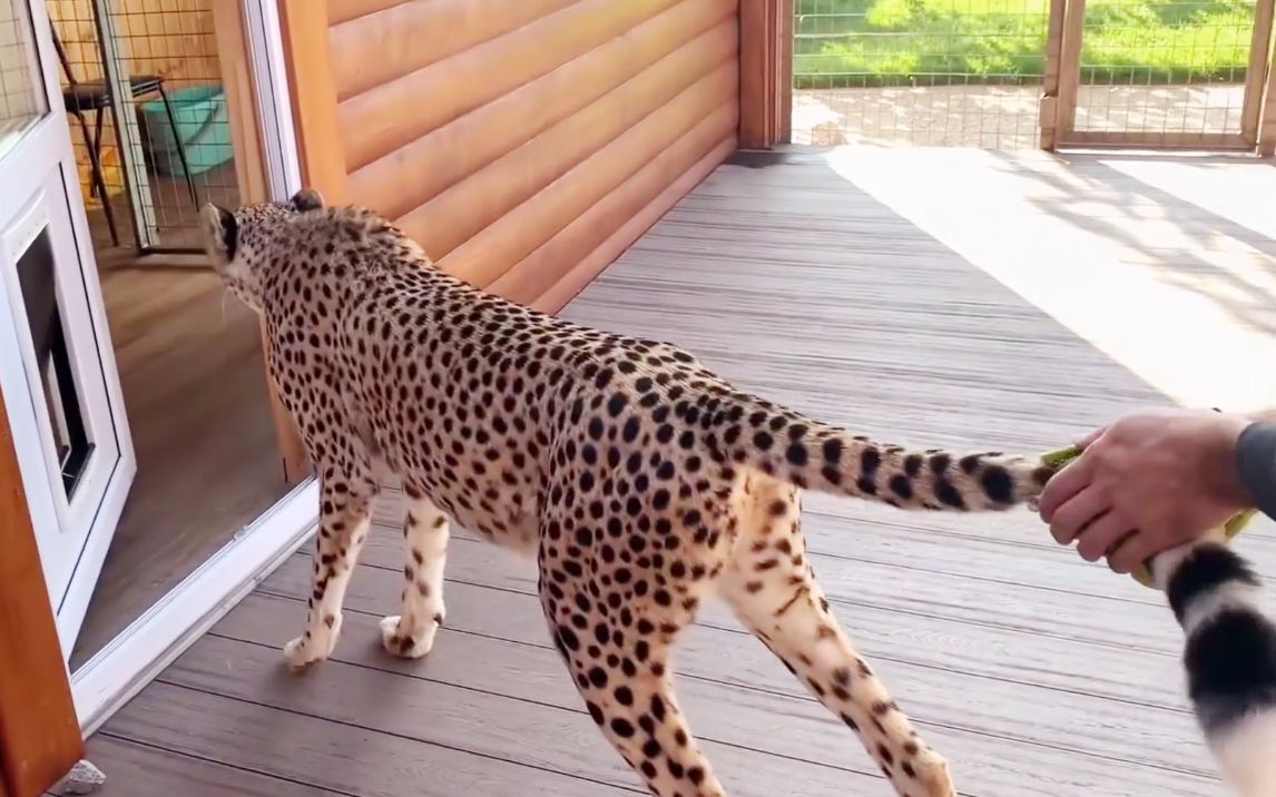 猎豹格尔达爱上了爸爸的"按摩"