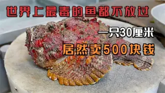 Download Video: 人类连世界上最毒的鱼都不放过，一只30厘米，居然卖500块钱！