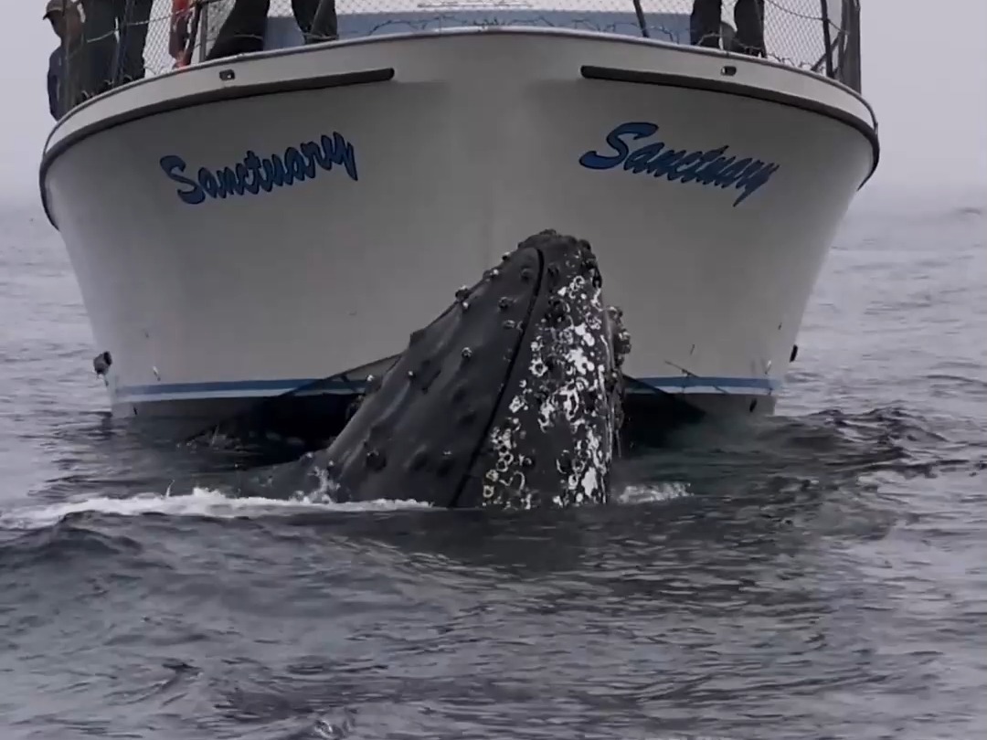 420 海洋座头鲸被藤壶困扰#神奇动物 #动物世界 #海洋生物