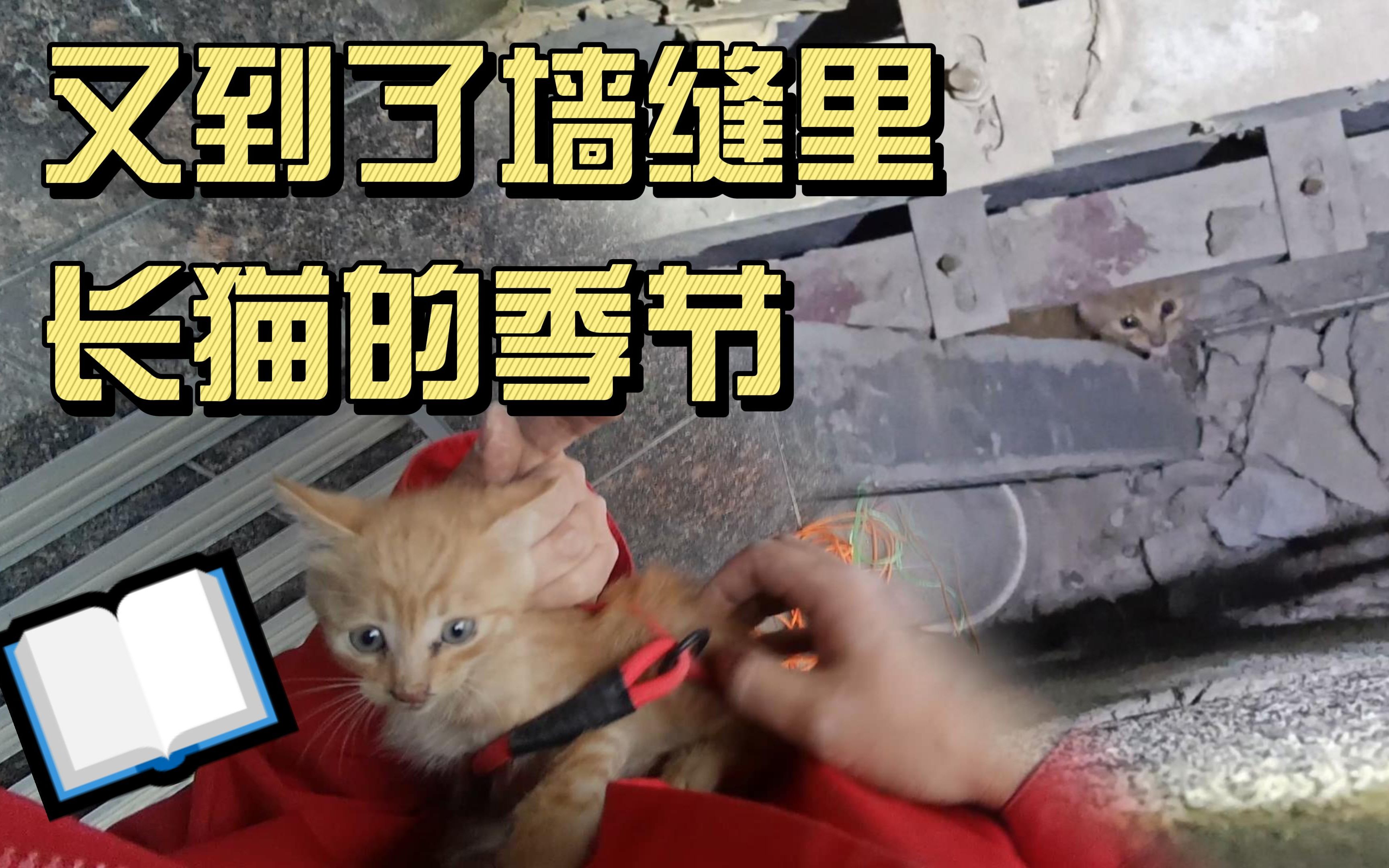 钓猫小伙守了几个月,又有小奶猫上钩了哔哩哔哩bilibili