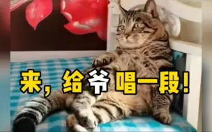 狸花猫躺床上，一边听京剧一边用爪子打节拍