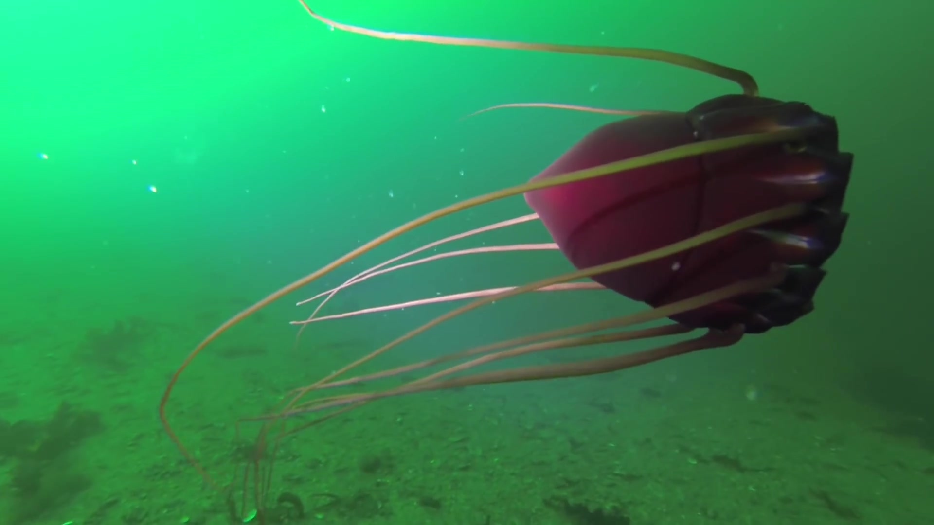 深海巫师帽紫蓝盖缘水母periphyllaperiphylla