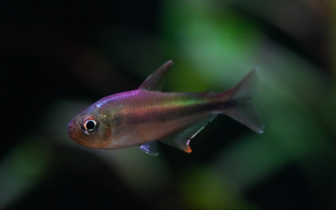 南美灯鱼——阳光杏桃灯