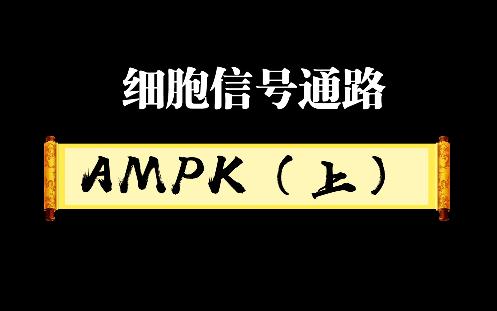 细胞信号通路系列3一AMPK(上)哔哩哔哩bilibili