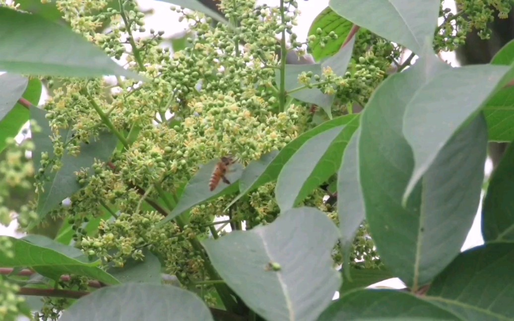 雷大杨:会咬人的漆树开花了,不晓得咬不咬蜜蜂,一起去看看