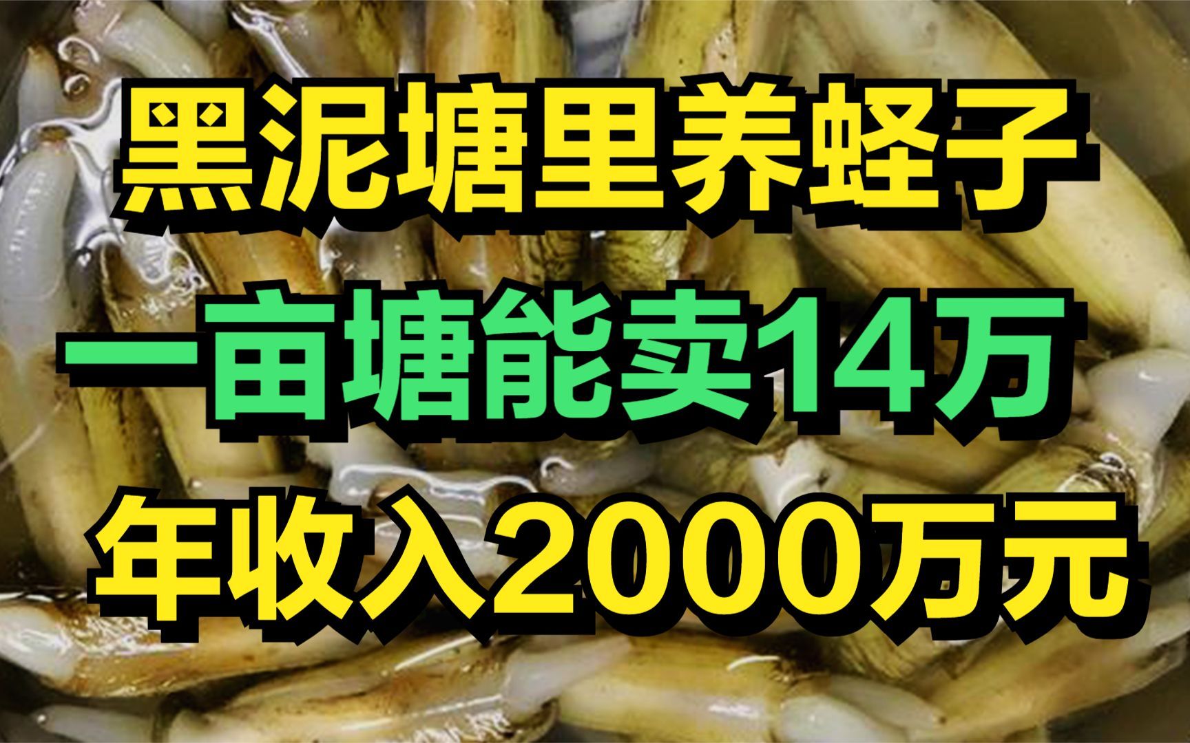 男子在黑泥塘里养蛏子,一亩塘能卖14万元,年收入高达2000万!哔哩哔哩bilibili