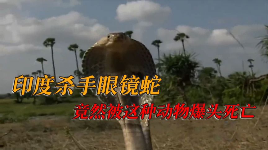 印度的杀手眼镜蛇,面对天敌的骚扰,最后结果却让人感慨