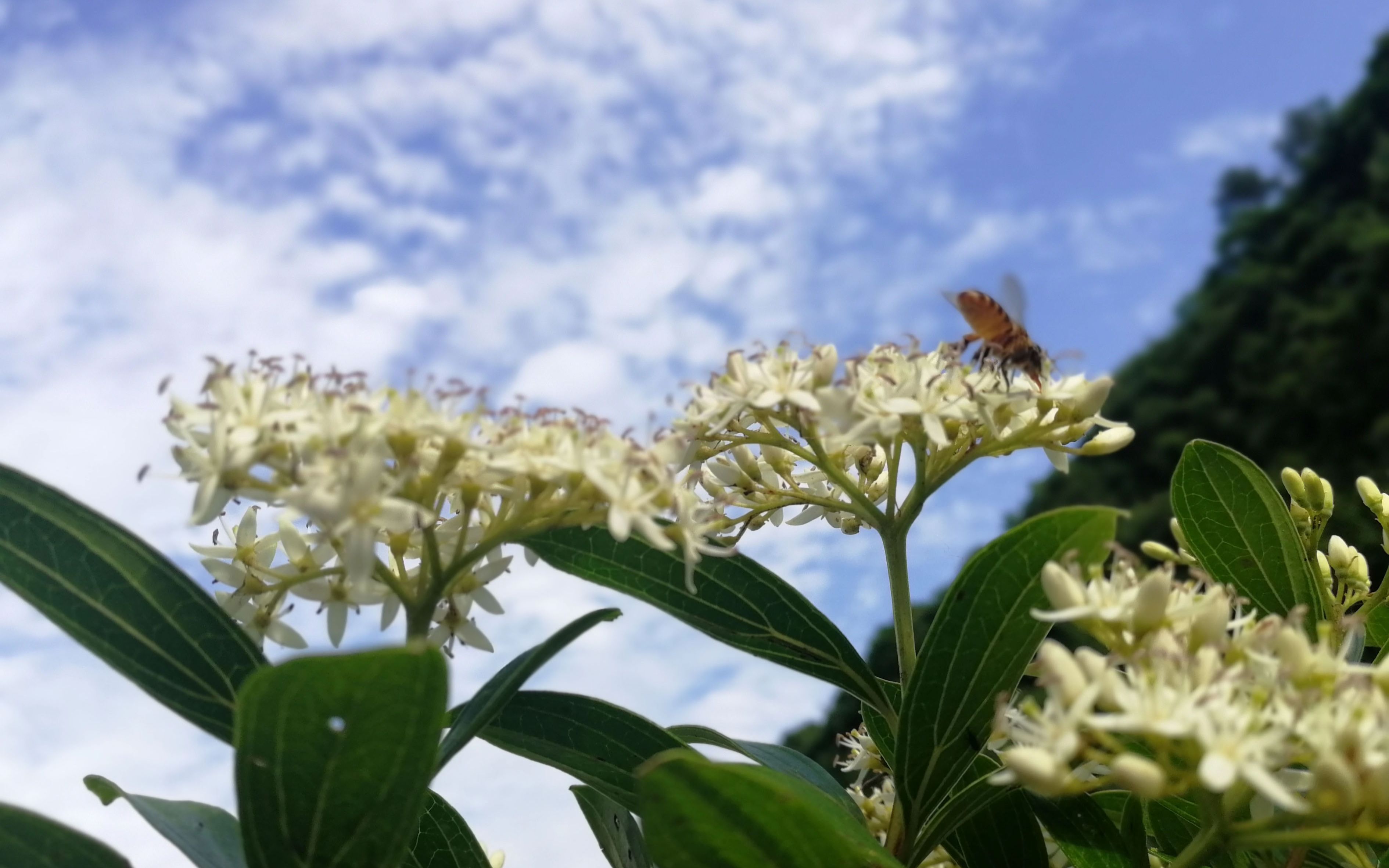 優質蜜源植物小棶木,初夏蜜源植物空檔期的及時雨,花期長流蜜猛