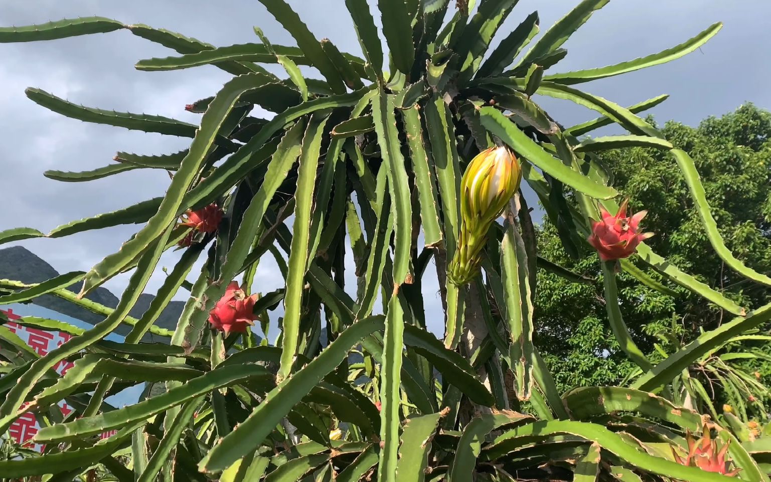 [图]《EPA沿途旅行-穿越5000年》贵州·花江大峡谷