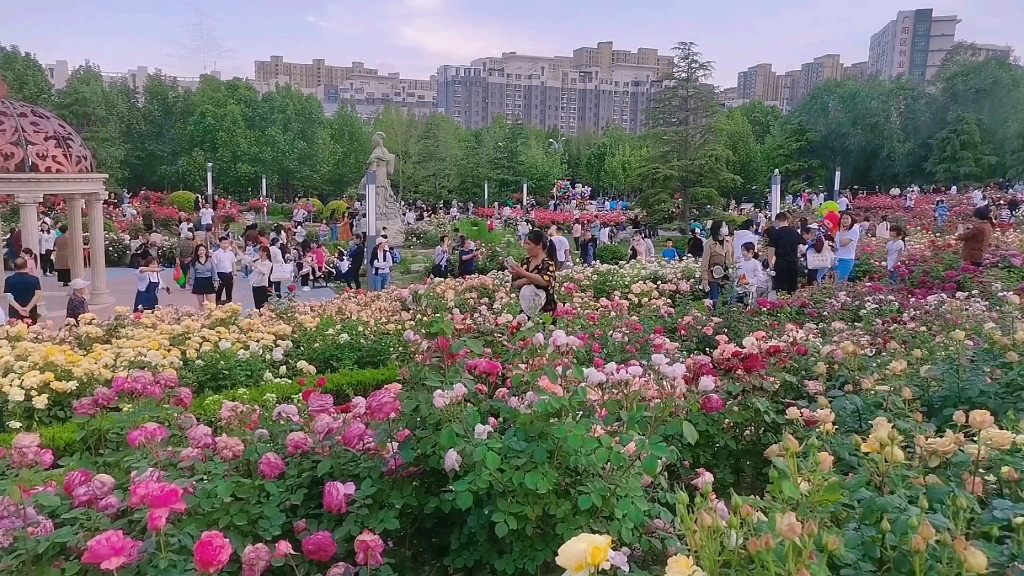 廊坊新打卡地:丹凤公园花海