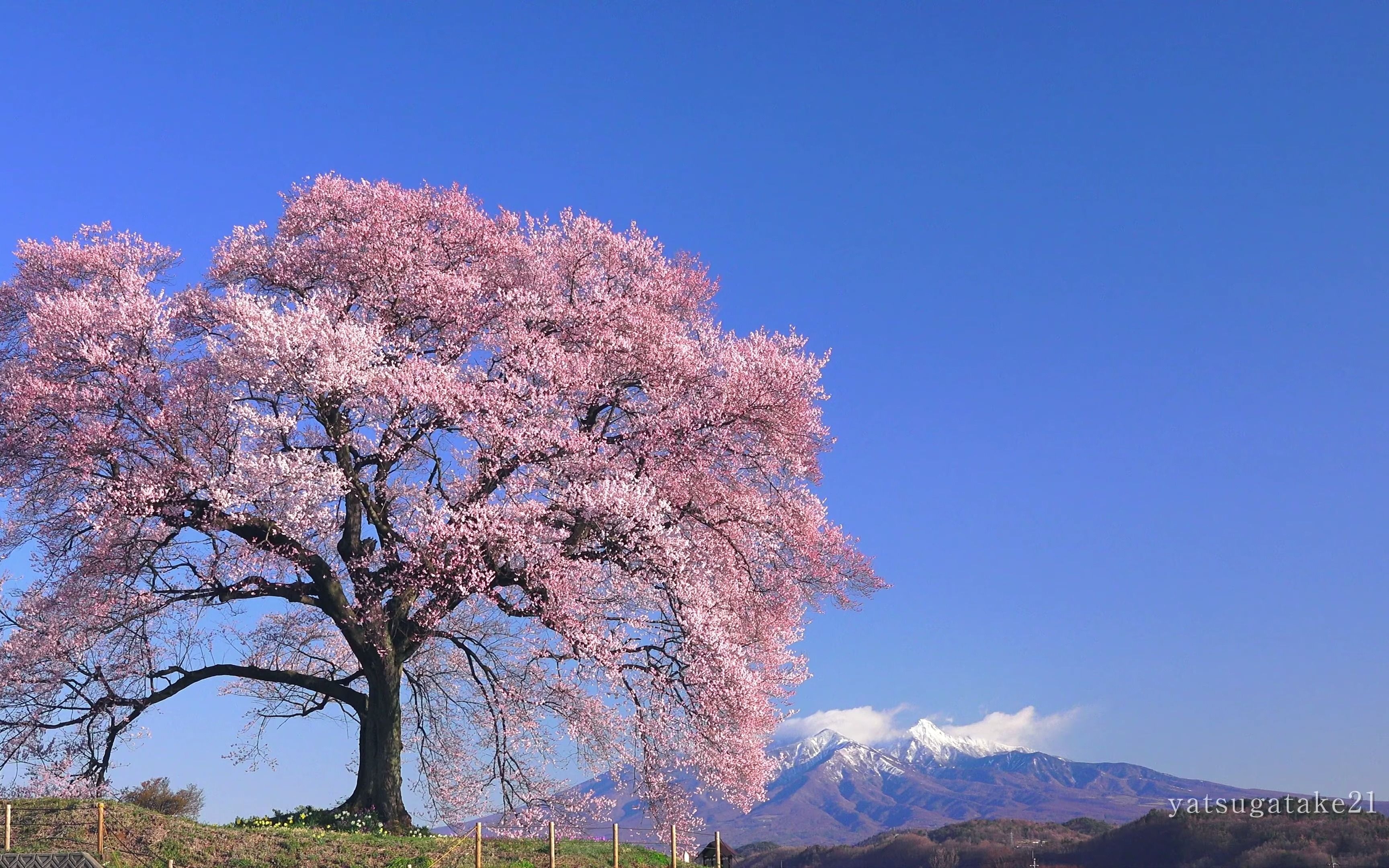 【4k】樱花的绝景「waに冢の樱」春天盛开的一棵樱花树