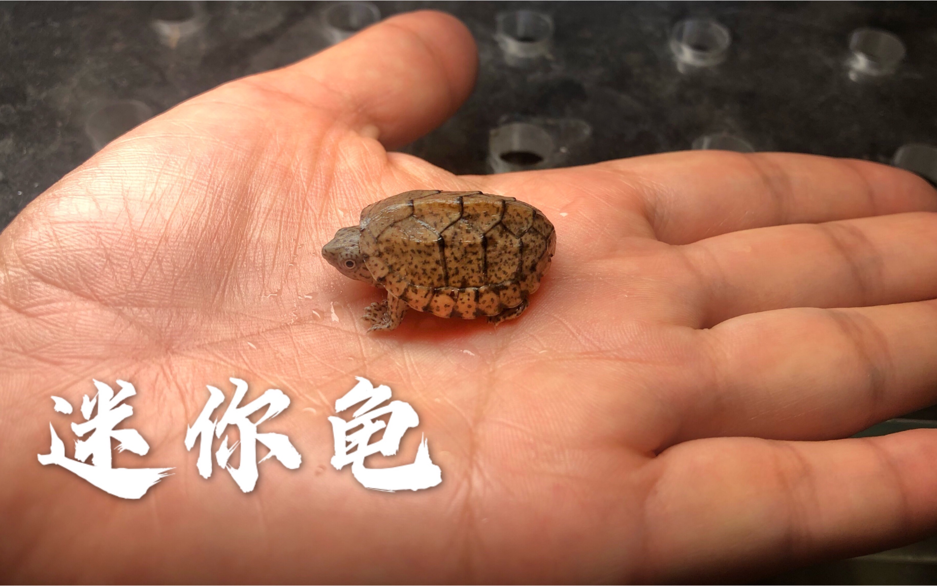 饲养一只超迷你的小乌龟是什么体验?下班回到家会激动的向你游来