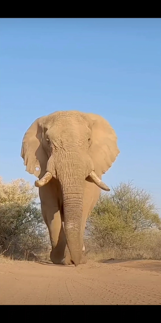 野生非洲象,大的颠覆你的想象.