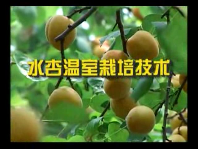 大棚杏树的种植技术,如何种植大棚杏树 大棚杏树种植一点通哔哩哔哩bilibili