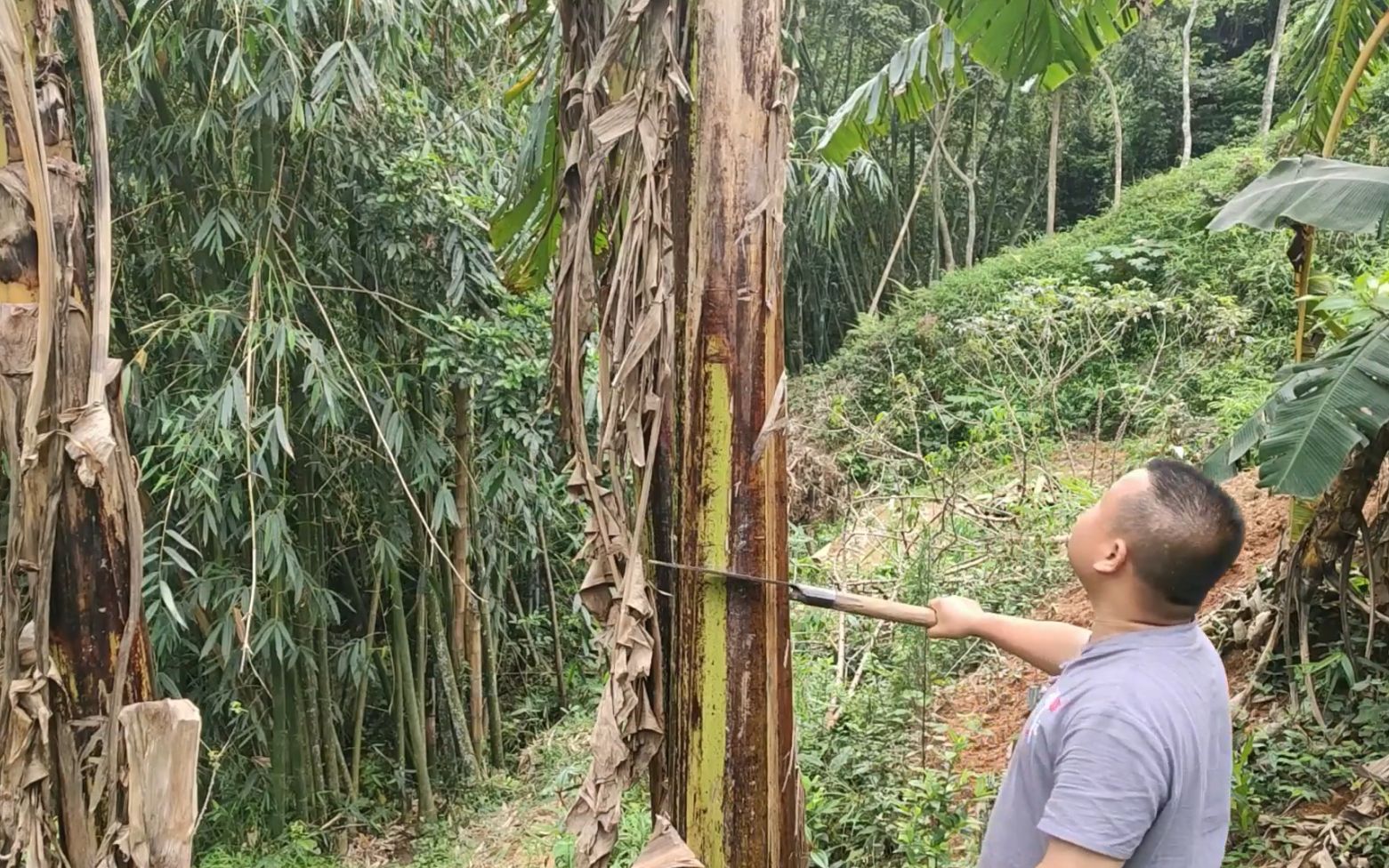 [图]香蕉树心真的能吃吗？小伙现场讲解试吃感受，超大香蕉一颗几十斤