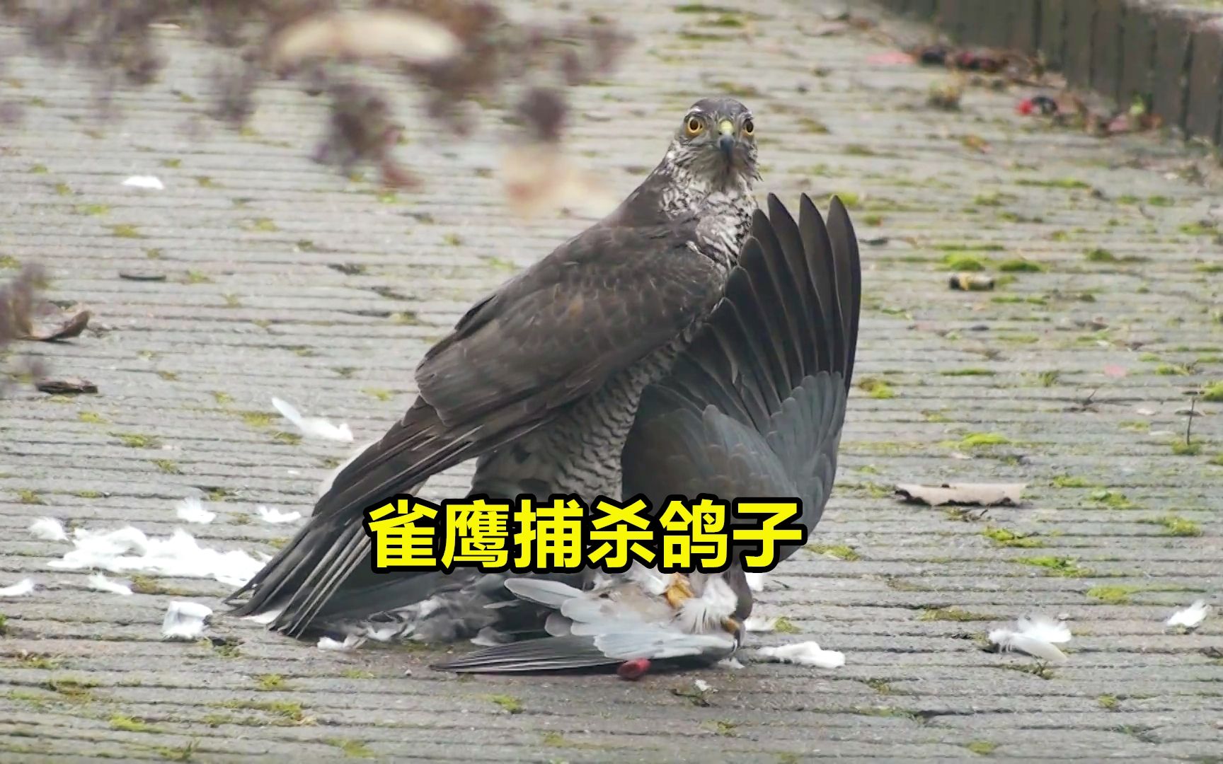 雀鹰捕杀鸽子鸽子无力抵抗被雀鹰踩在地上蹂躏最终难逃厄运