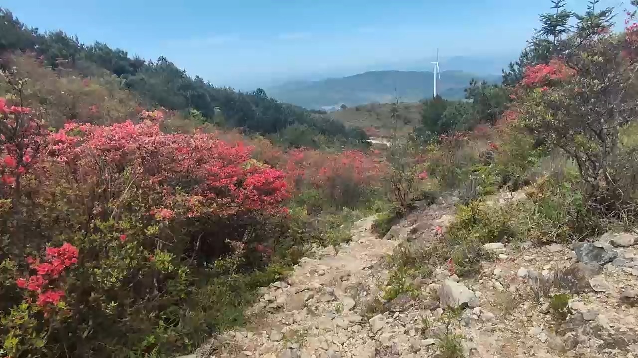 古田高岗杜鹃花海哔哩哔哩bilibili