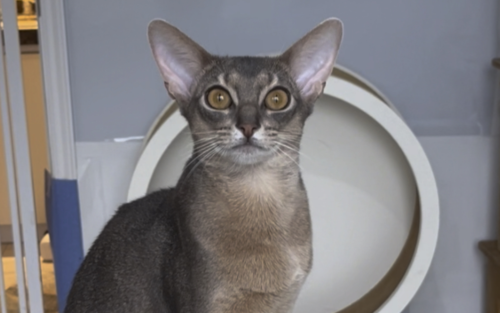 眼里的傲气根本藏不住,蓝色阿比展示