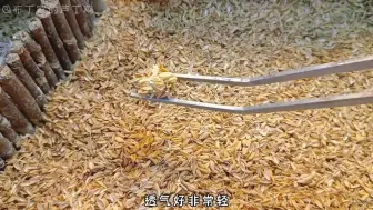 Télécharger la video: 芦丁鸡垫料选哪种？