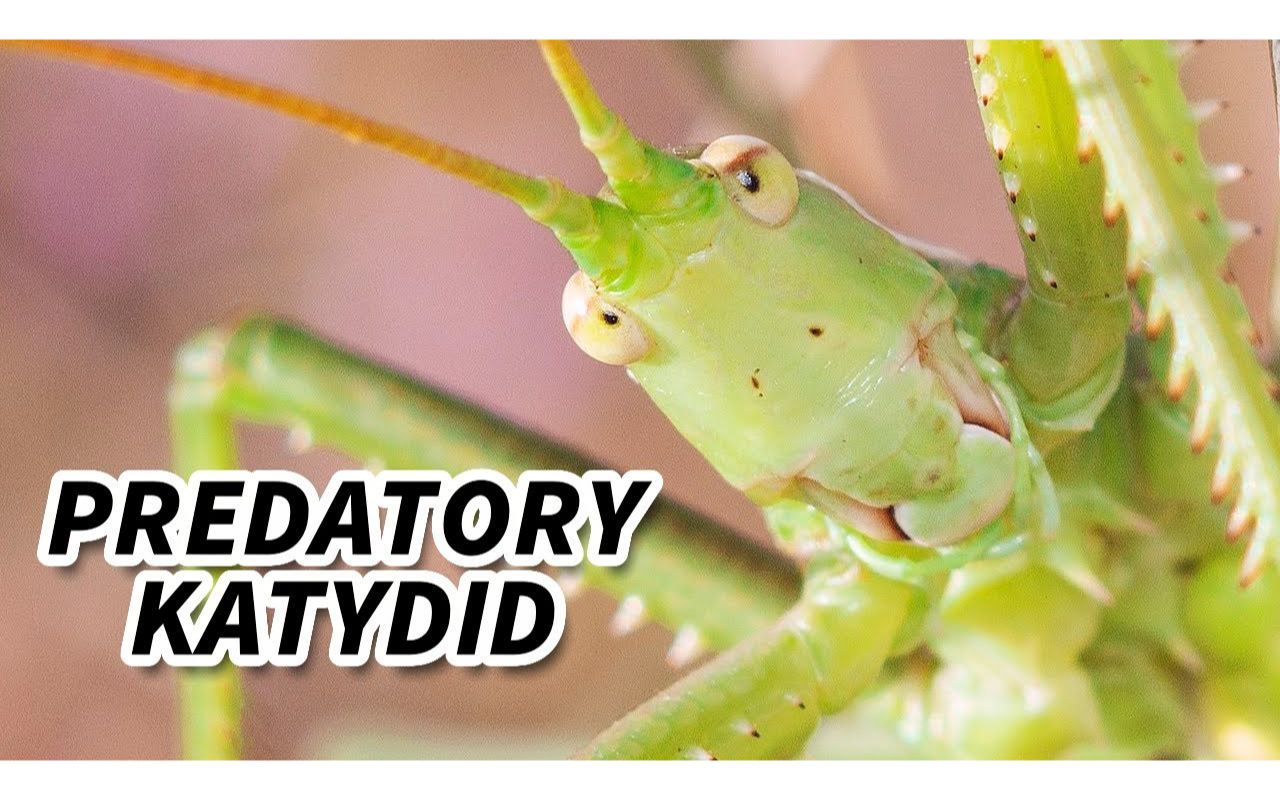 predatory katydid facts: the carnivorous katydid | animal fact