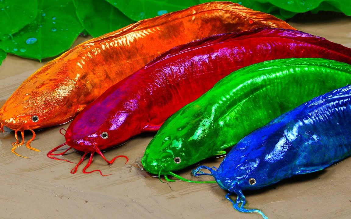 在mukba原始烹饪下追逐kol乐趣的彩色鲶鱼