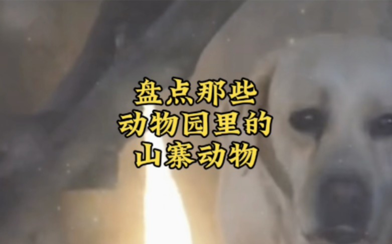 盘点那些动物园里的山寨动物们,斑马请假了,驴来顶班了!