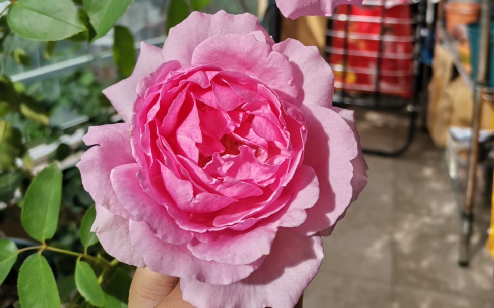 秋天香味回归,株型走样的旋转香水月季