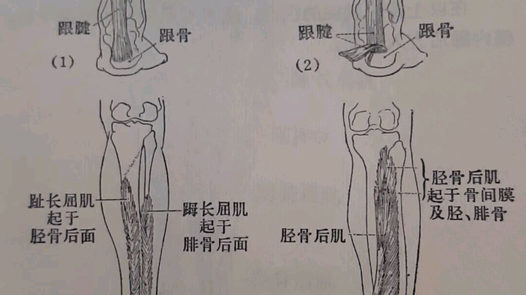 图114小腿肌后群哔哩哔哩bilibili