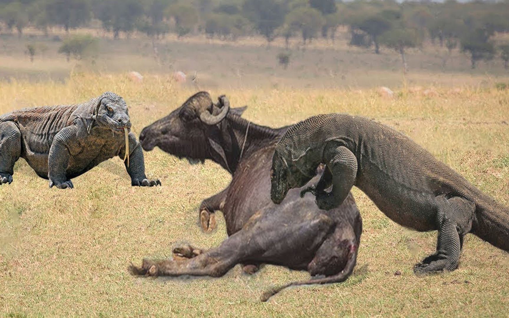 科莫多巨蜥捕杀水牛全过程一击致命镜头记录精彩瞬间