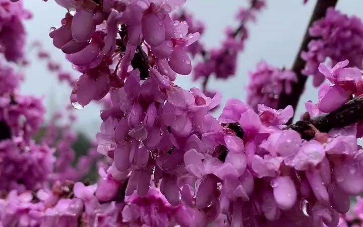 天灰灰,雨蒙蒙 云烟袅袅思绪万千 看天一色,风林一曲哔哩哔哩bilibili