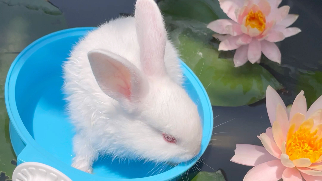 多么可爱的兔子