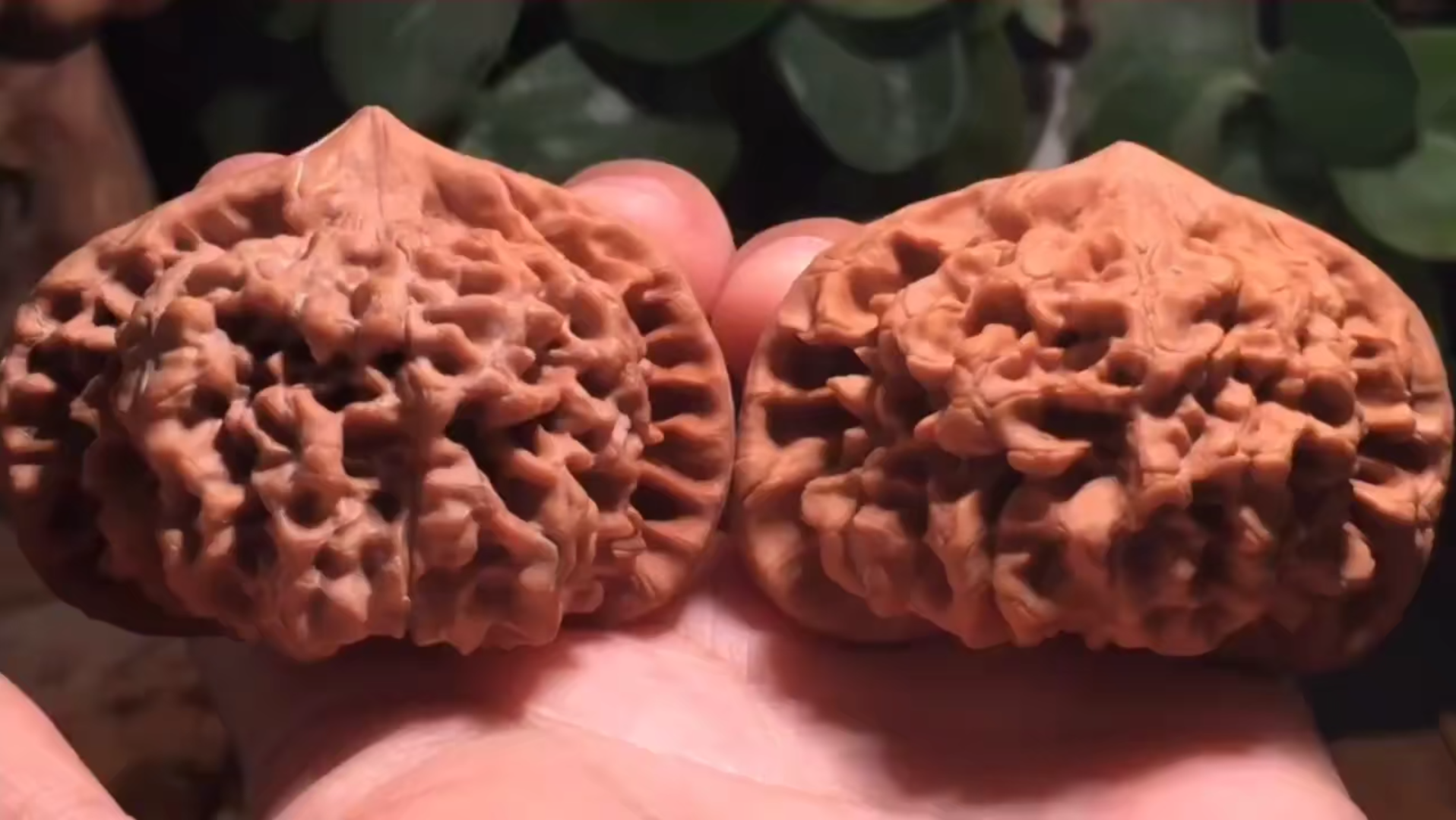 文玩 矮桩麒麟纹大官帽 34