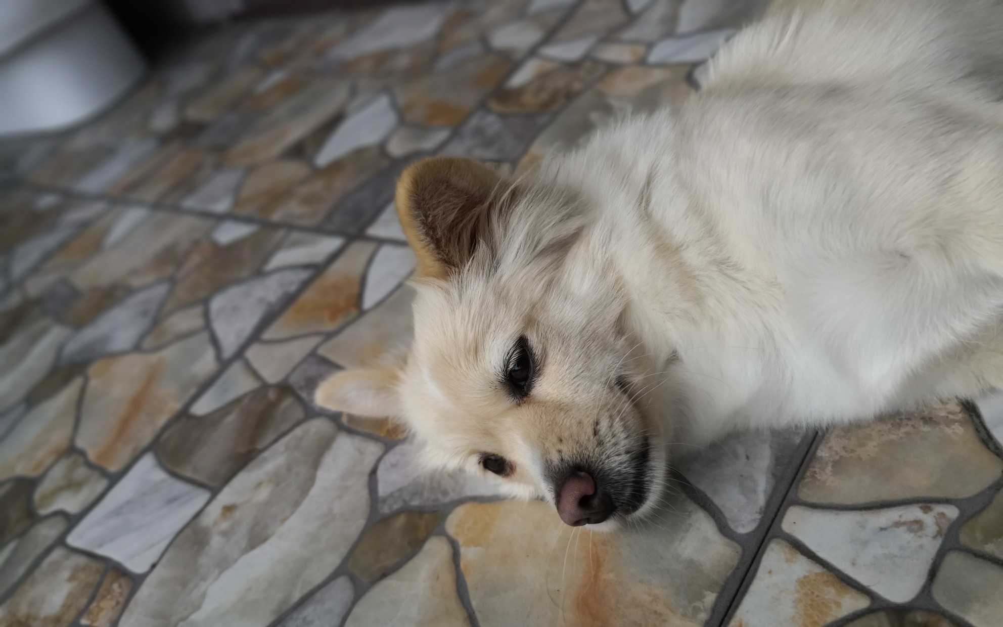 【傻狗】快落的小傻狗