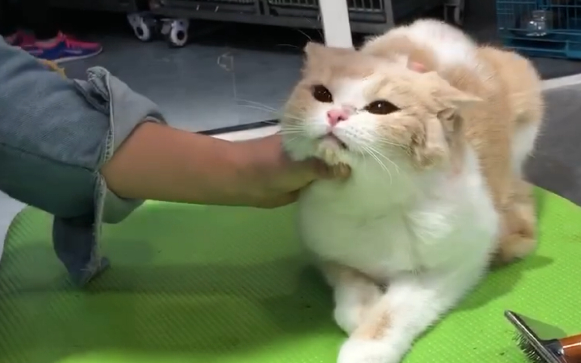 【猫咪】生活终于对我下手了_哔哩哔哩_bilibili