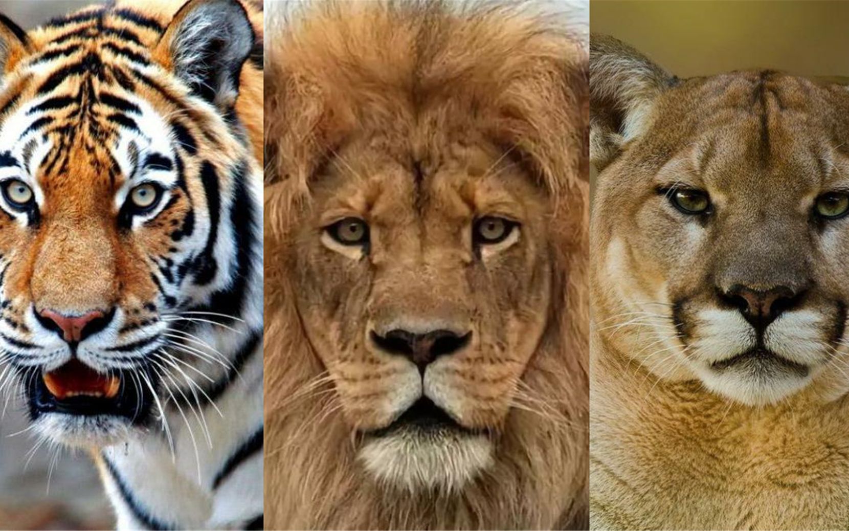 活动  三大猫科动物vs黑熊,终究谁才能维护猫科尊严,问鼎百兽之王?