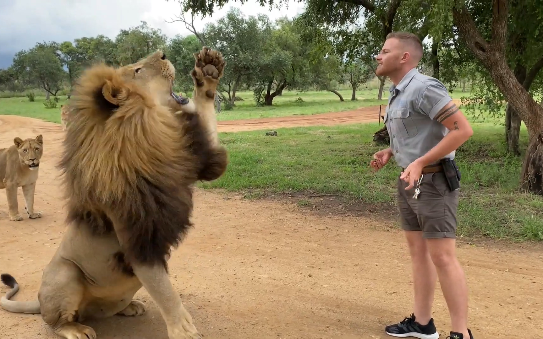 驯兽师shandor和狮子乔治