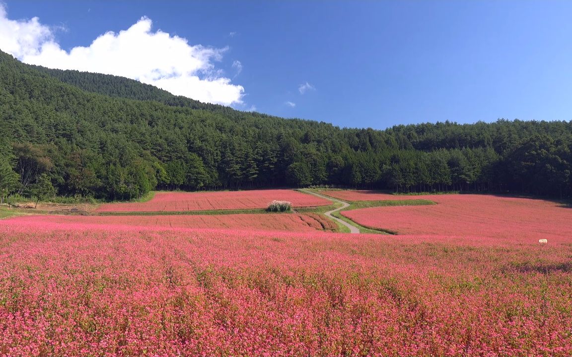 [图]【超清日本】第一视角 染上红色和粉色的信州伊那高原 (4K测试视频 ,2020.3拍摄) 2020.8