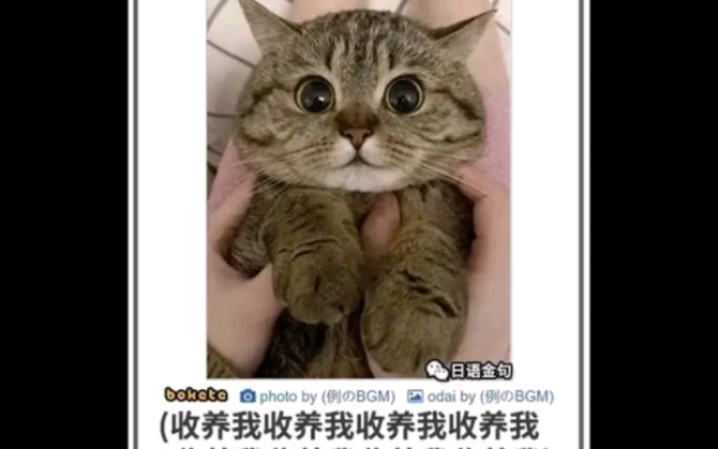 【猫梗图】各种猫猫图!4.0哔哩哔哩bilibili